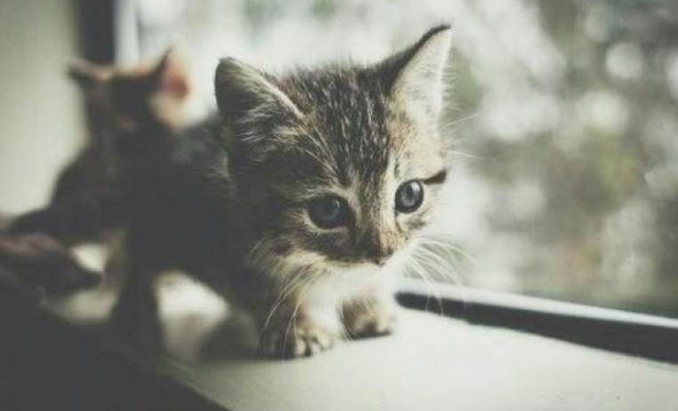 destacada_gatos