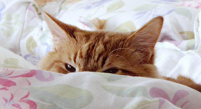 gato_en_la_cama_tapado